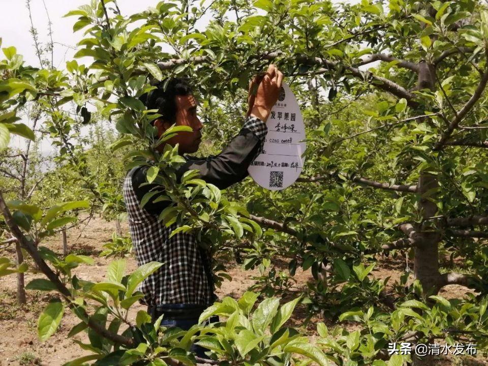 苹果树最新促花技术