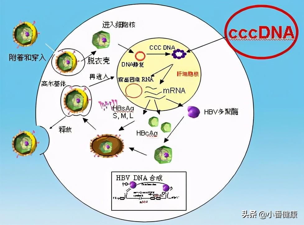 中国丙肝新药最新消息，研发进展与未来展望