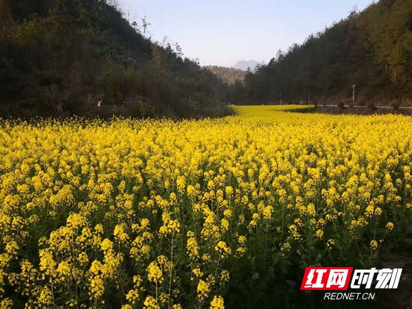 揭秘临沂环保新动态，迈向绿色未来的坚定步伐（2024年最新消息）