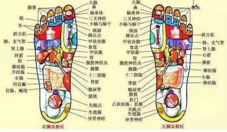 最新足部反射区示意图，揭示足部与身体健康的紧密联系