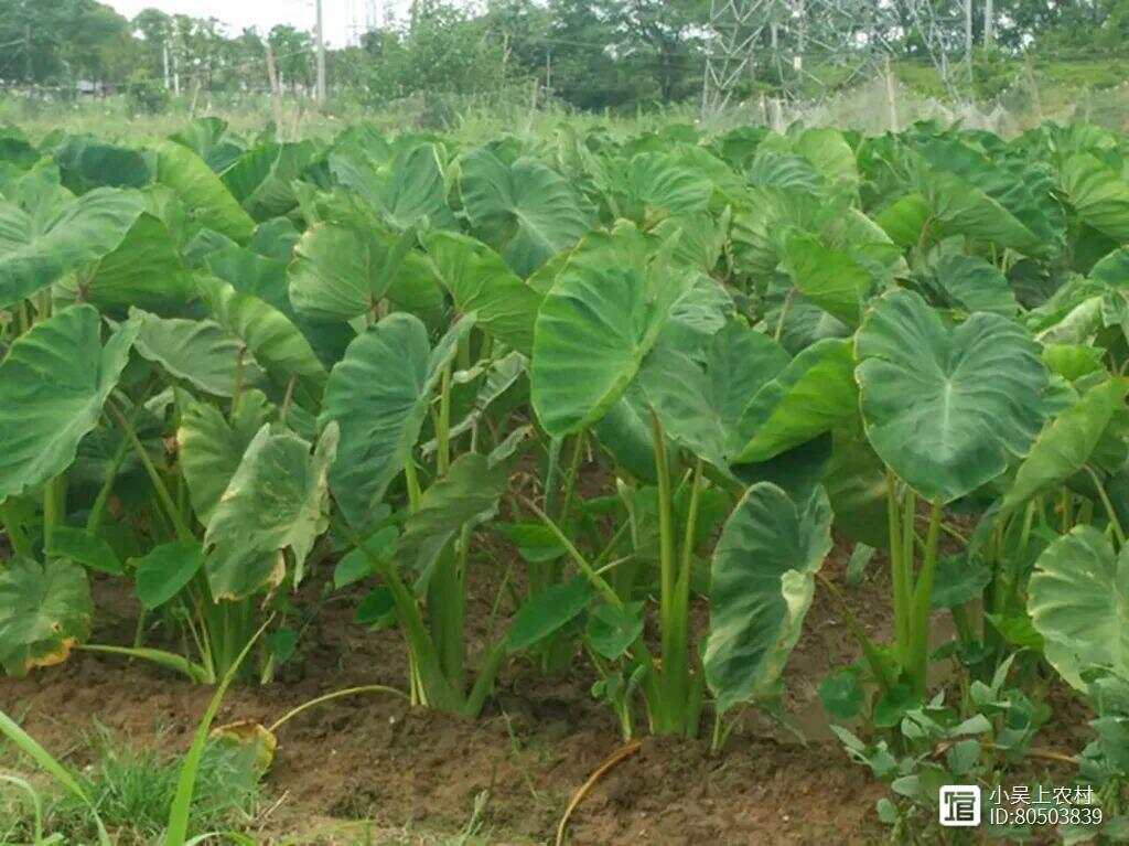 芋头最新高产栽培技术