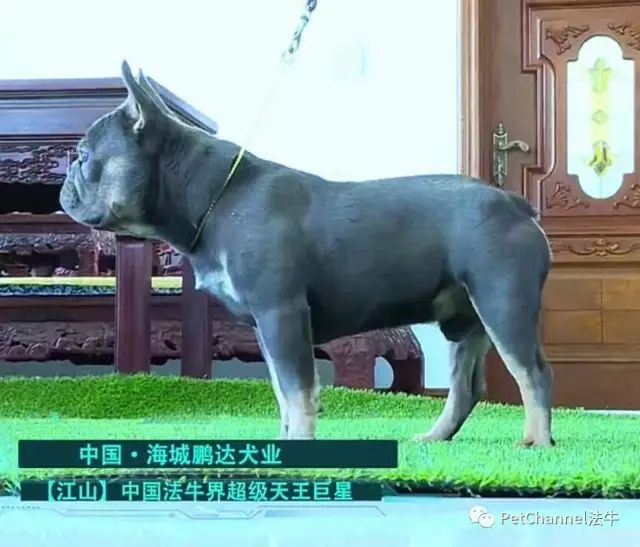 最新三平犬业种公研究