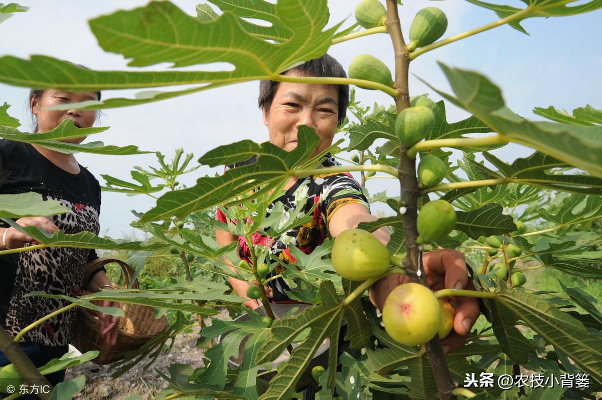 四肖期期期准资料大全最新版,四肖期期期准资料大全最新版，掌握最新资讯，助力精准预测